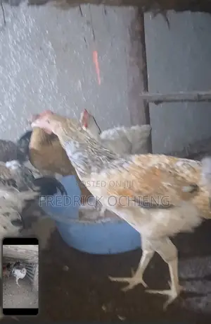 Poultry Products