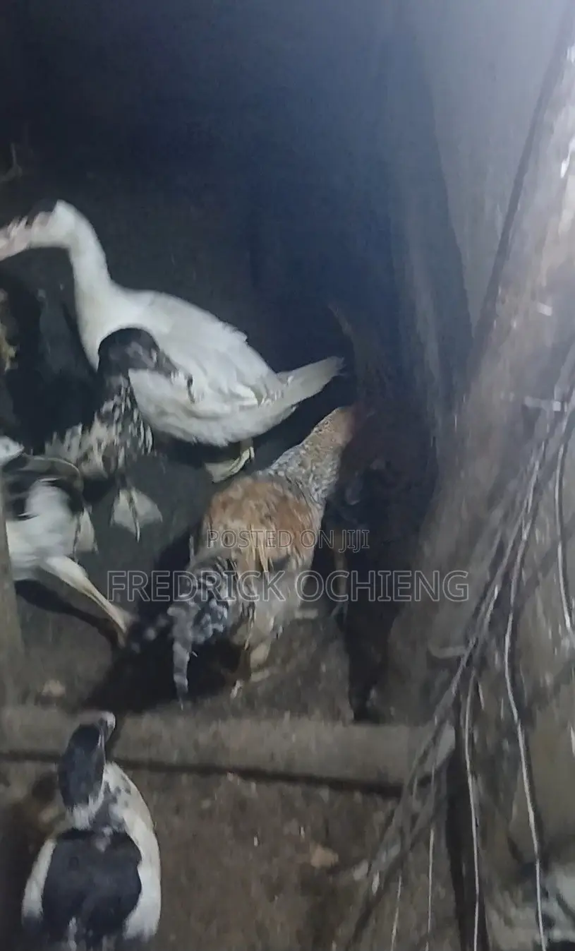 Poultry Products