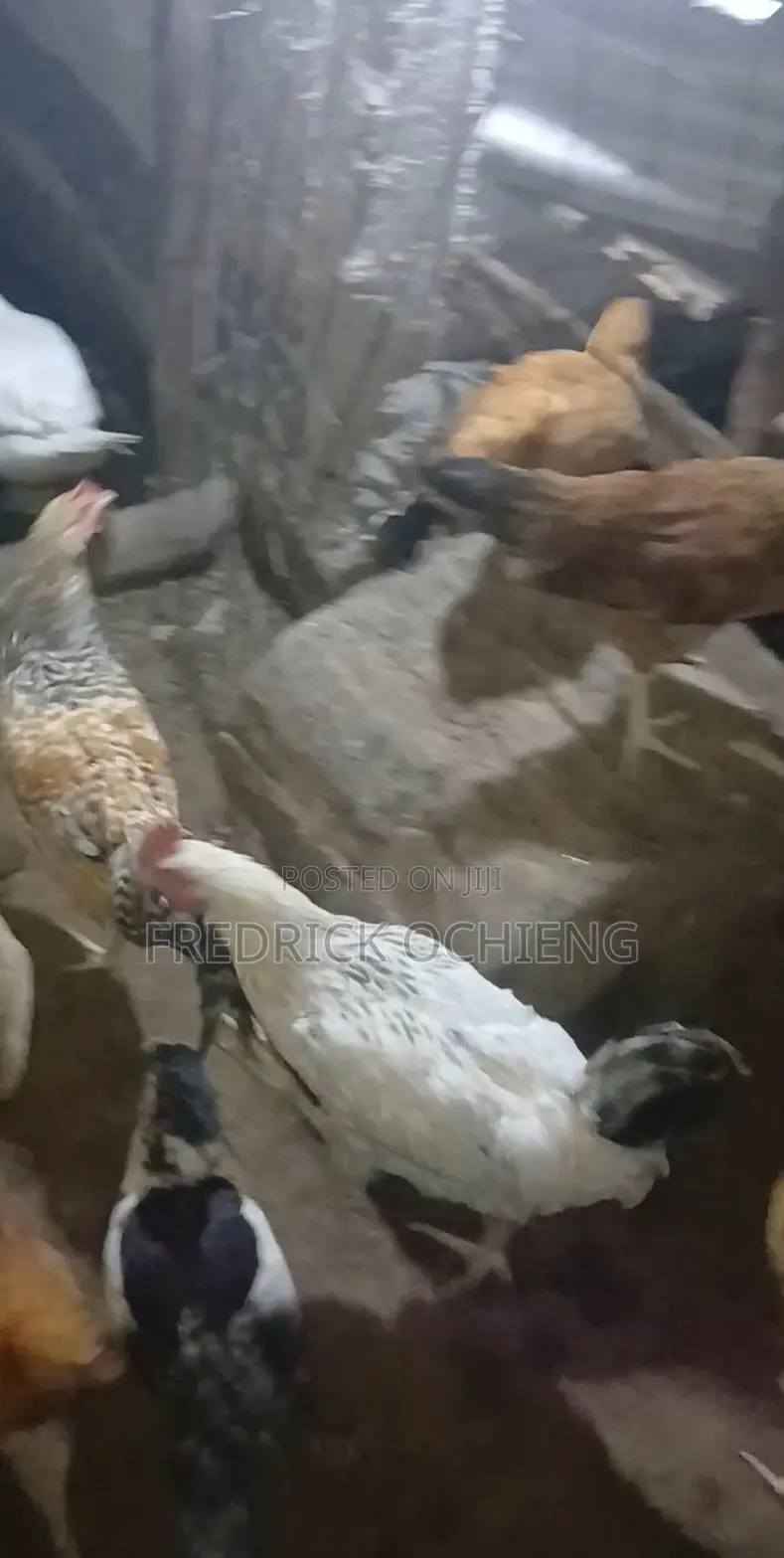 Poultry Products