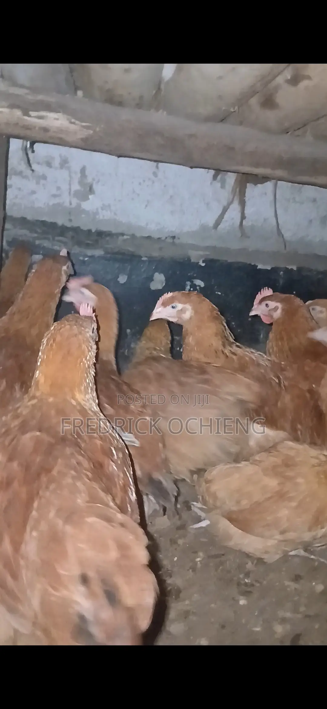 Poultry Products