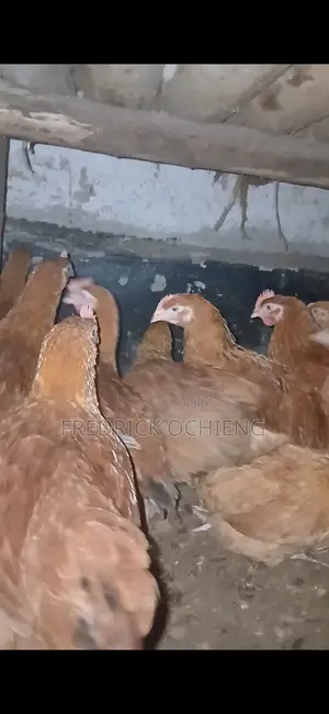 Poultry Products