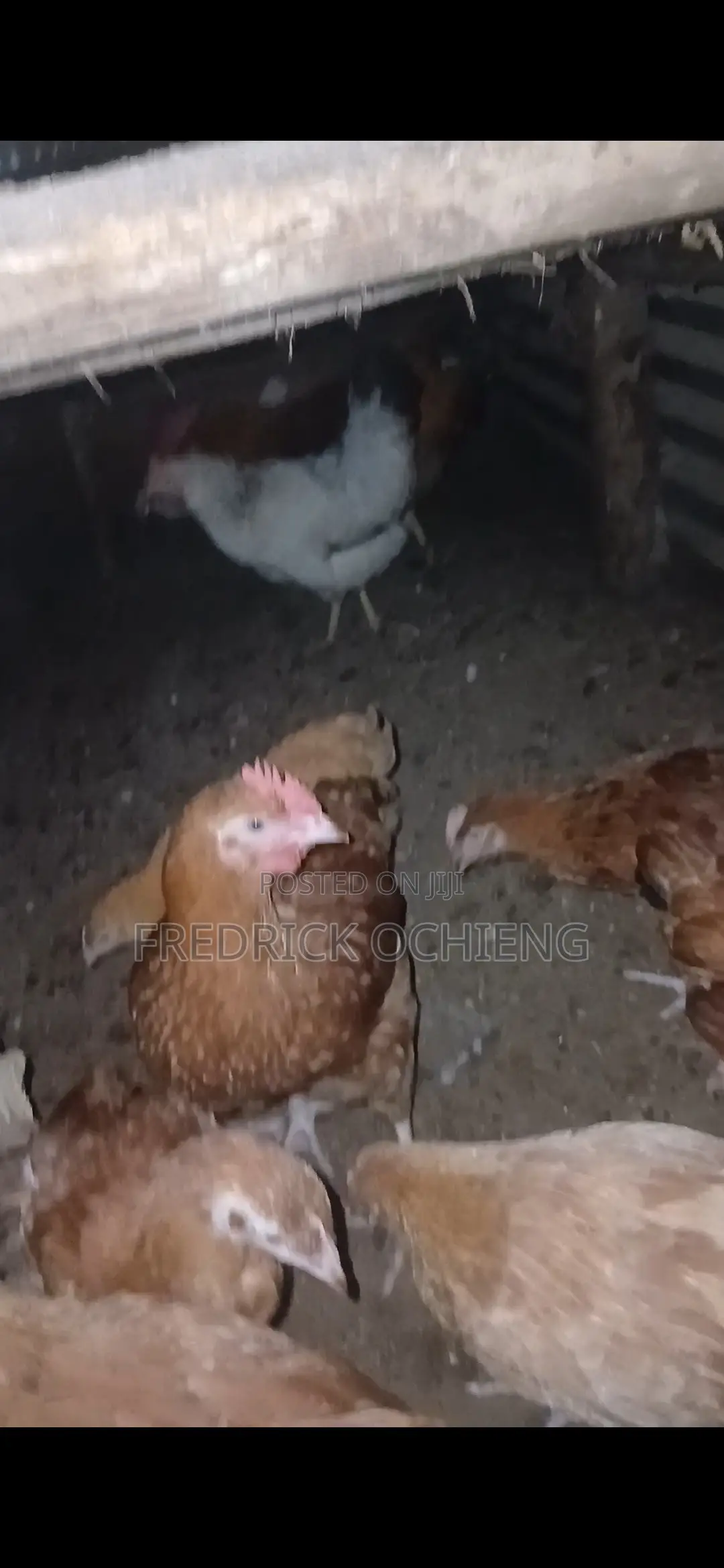 Poultry Products