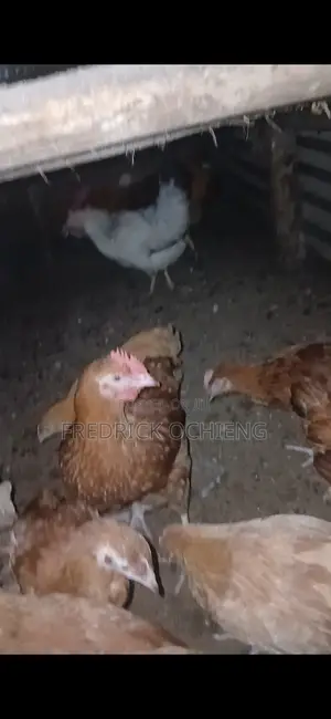 Poultry Products