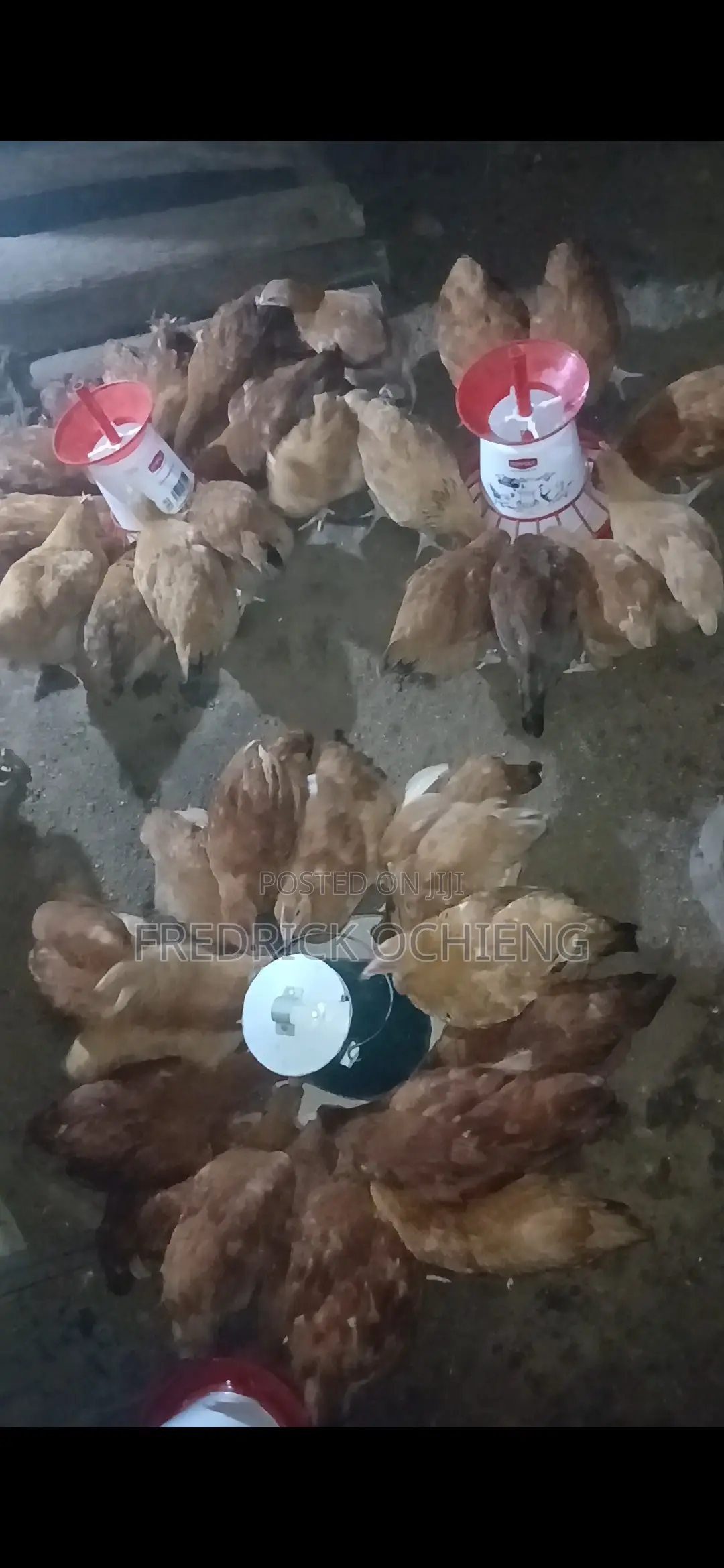 Poultry Products
