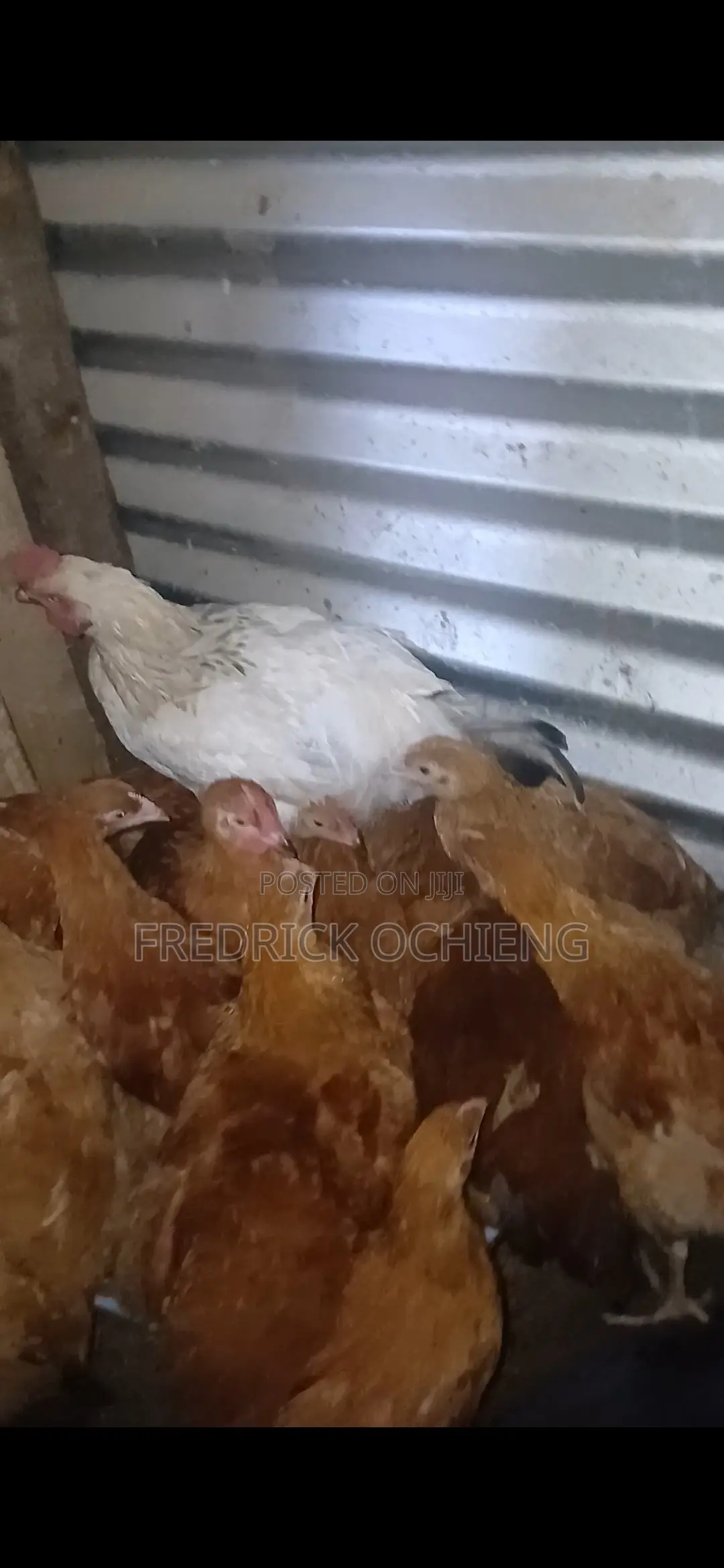 Poultry Products