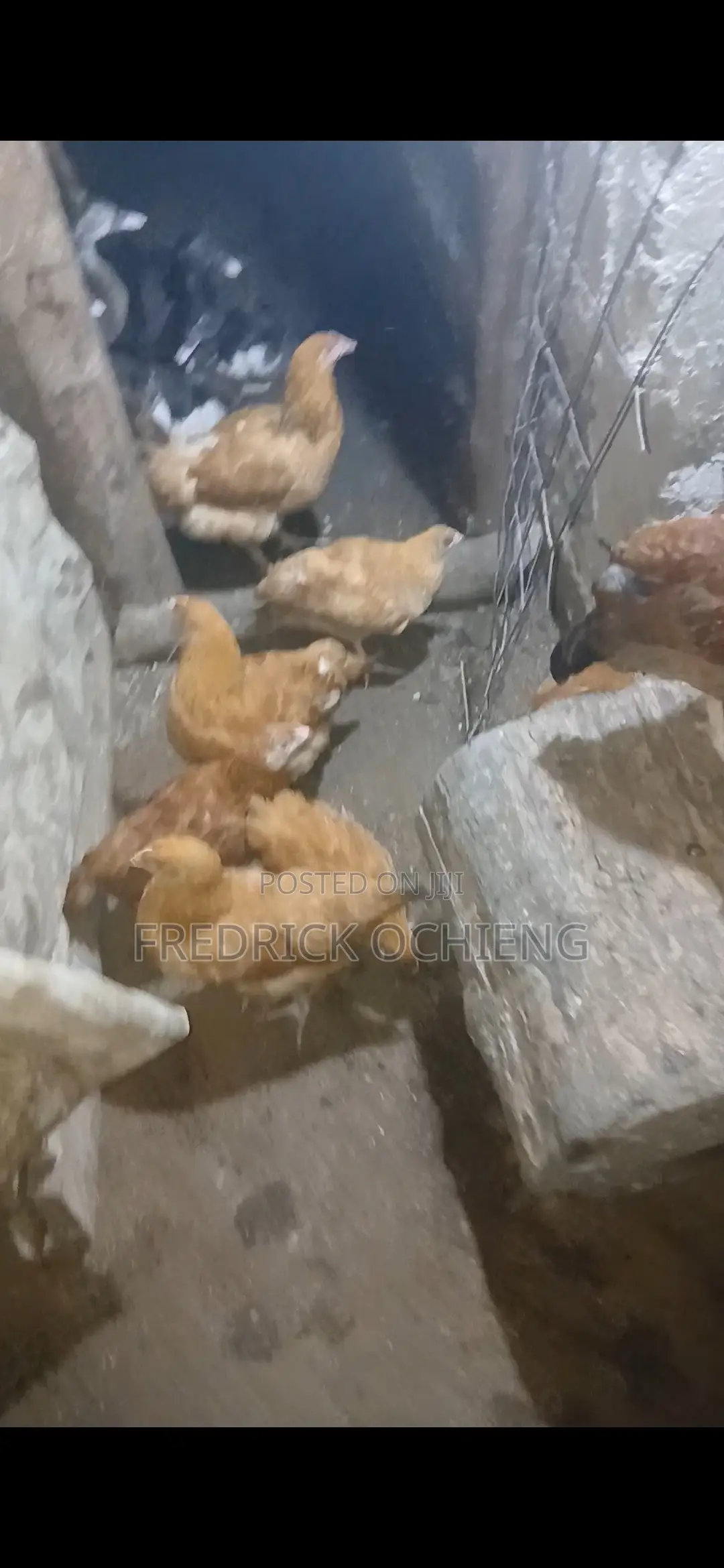 Poultry Products