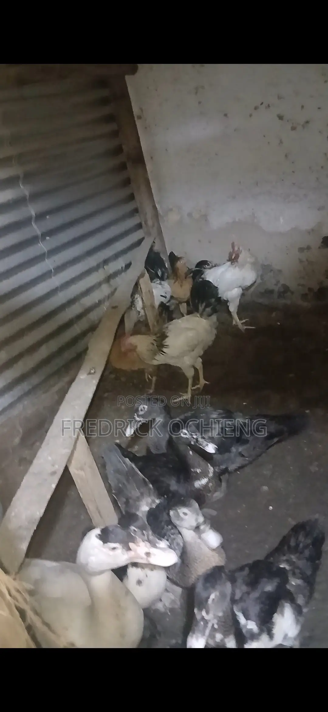 Poultry Products