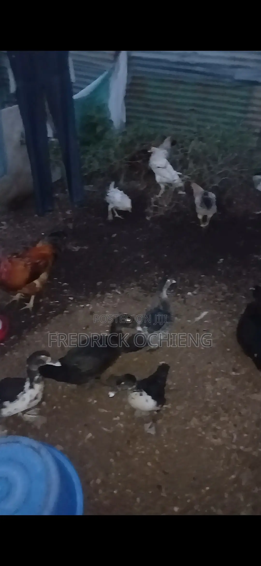 Poultry Products