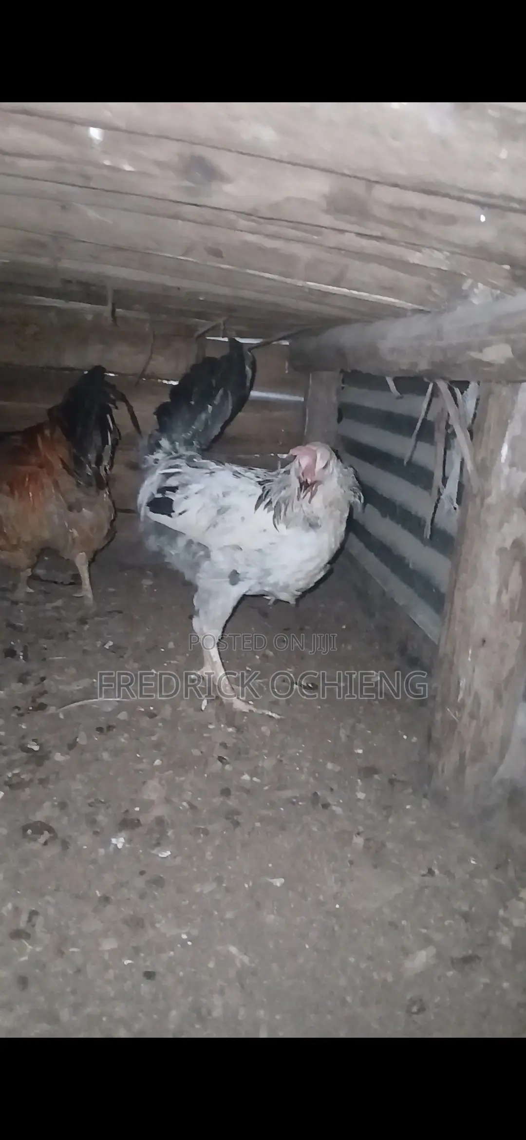 Poultry Products