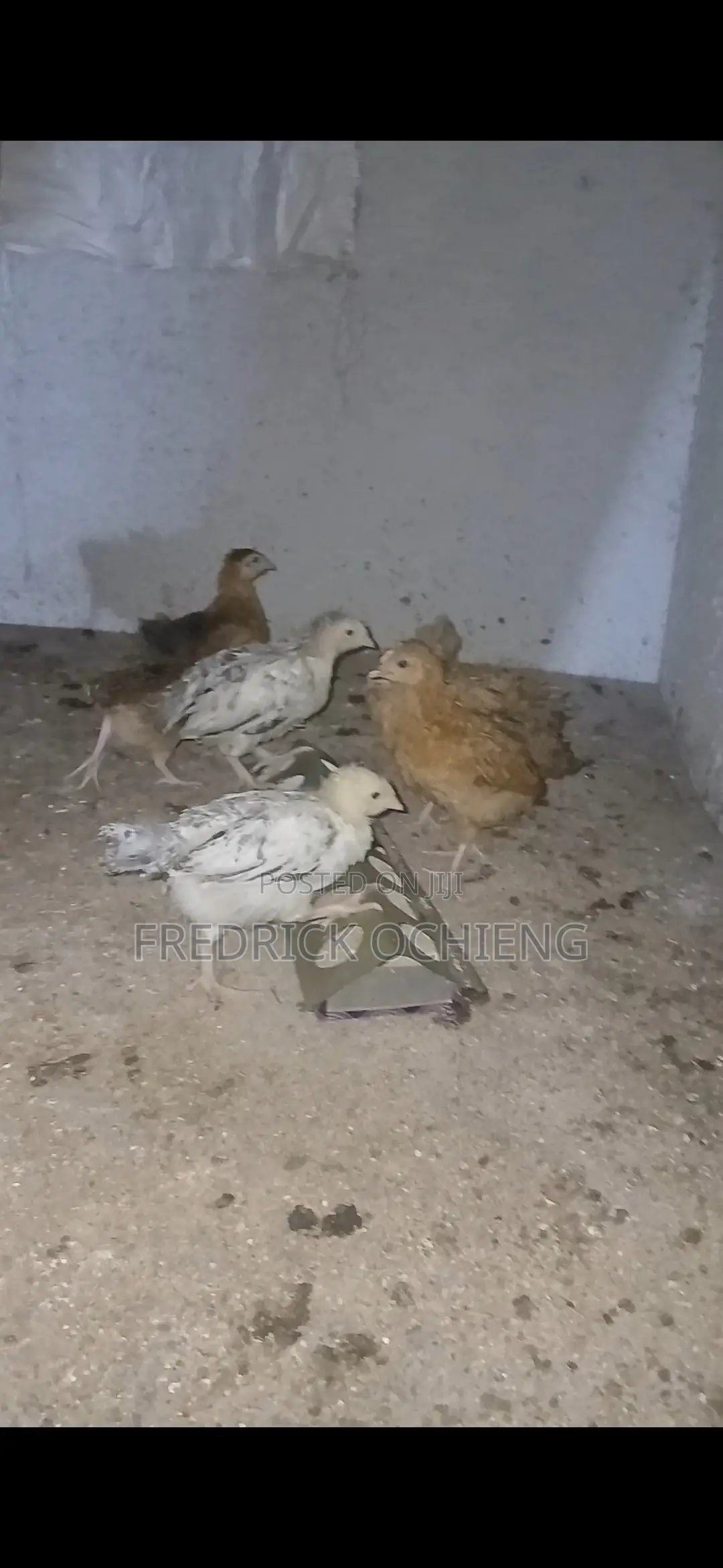 Poultry Products