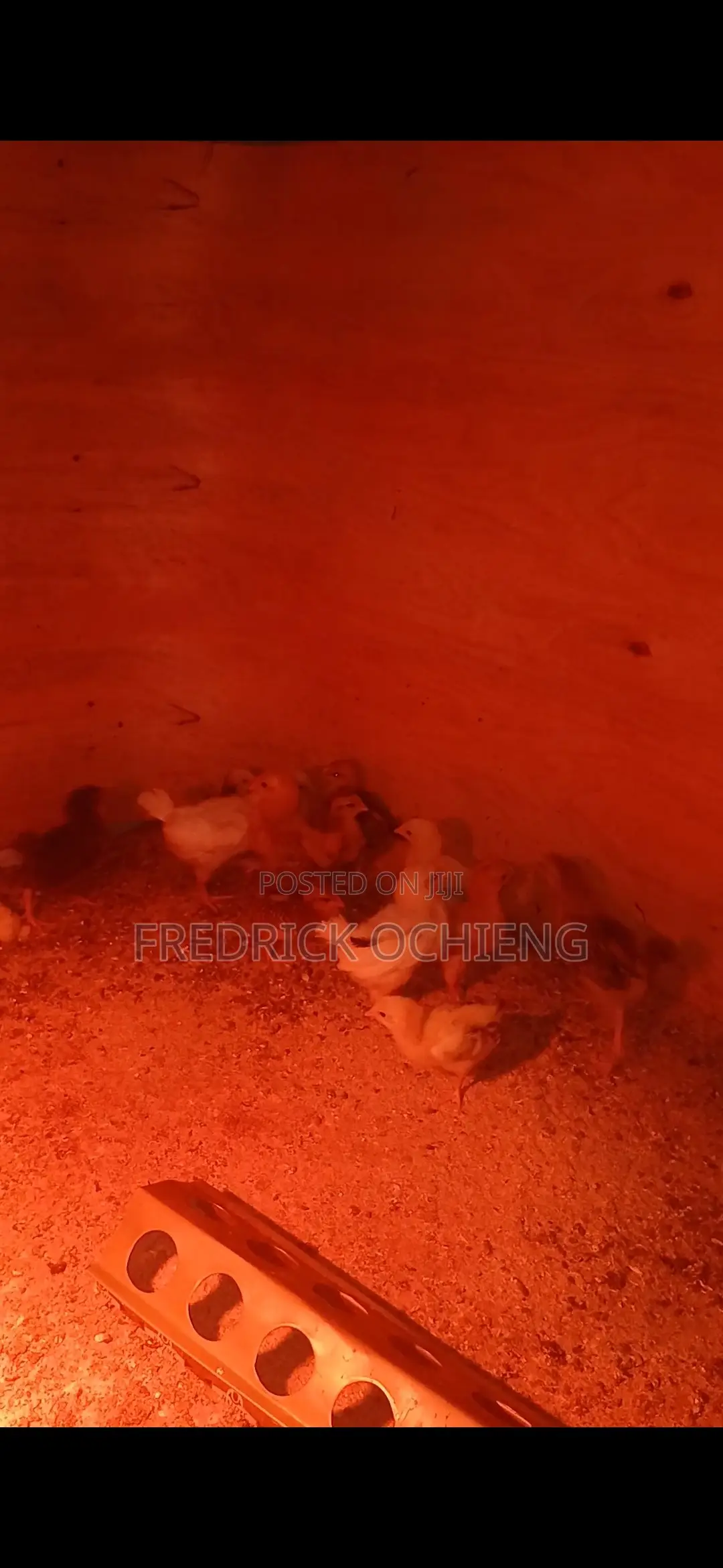 Poultry Products