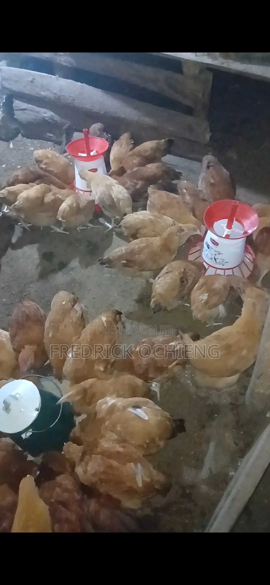 Poultry Products