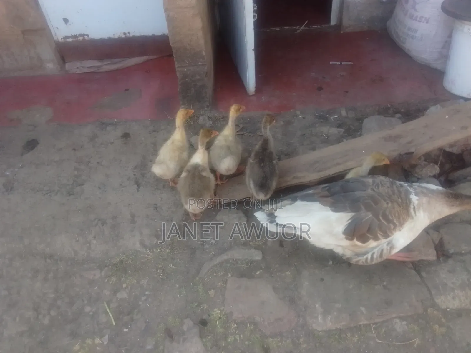 Baby Goose Fo Sale