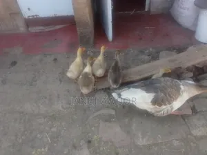 Baby Goose Fo Sale