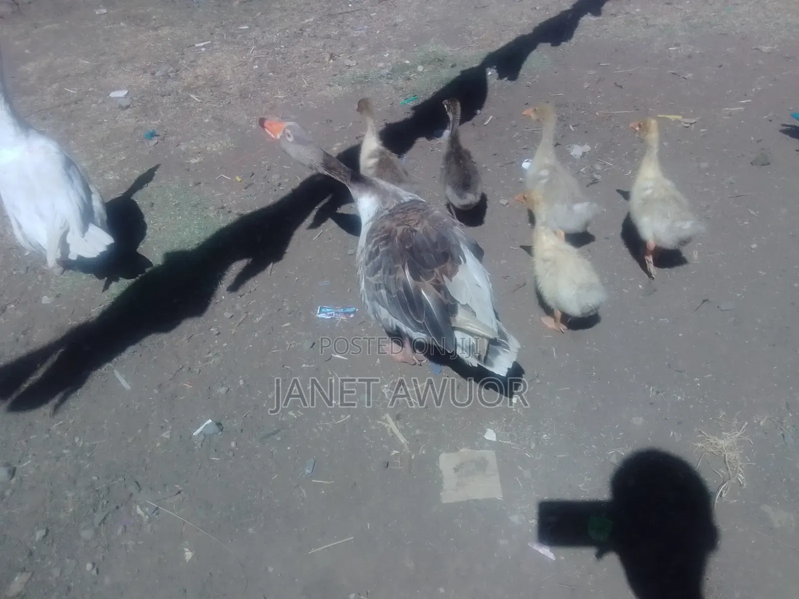Baby Goose Fo Sale