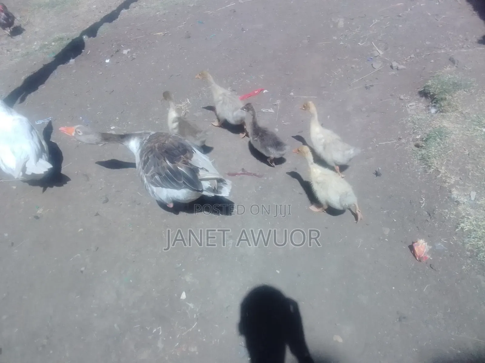 Baby Goose Fo Sale
