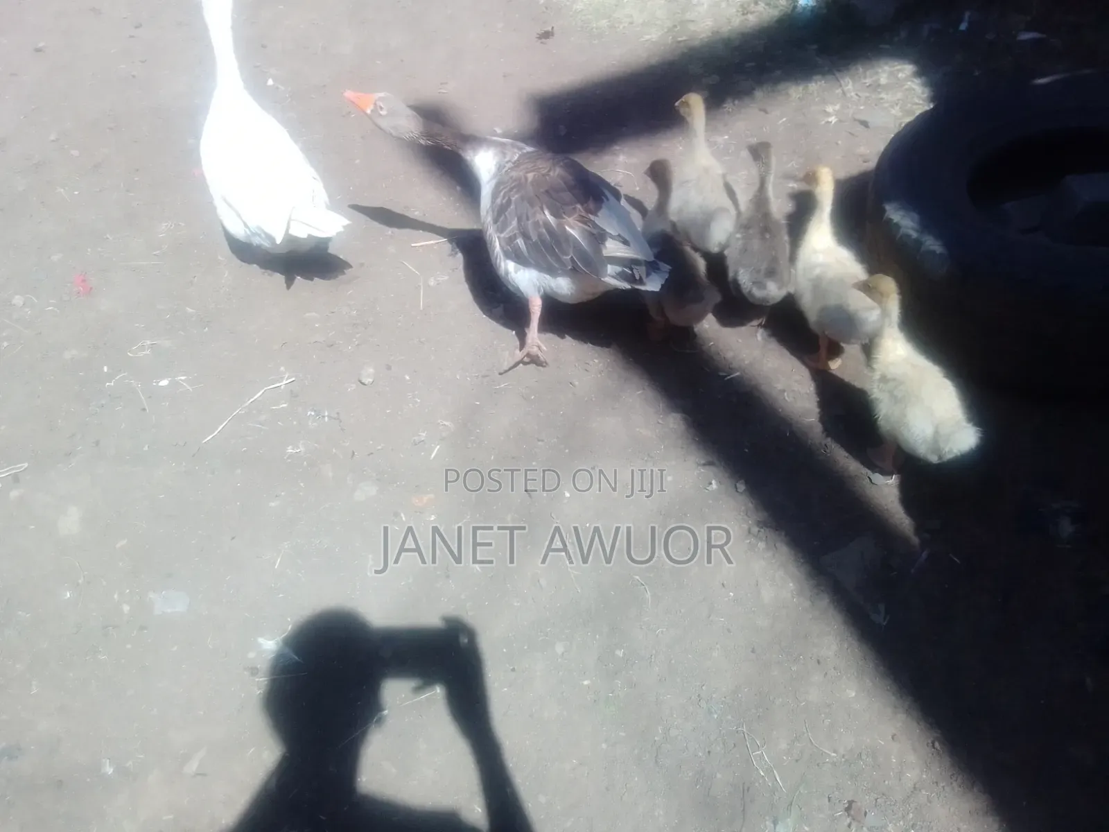 Baby Goose Fo Sale