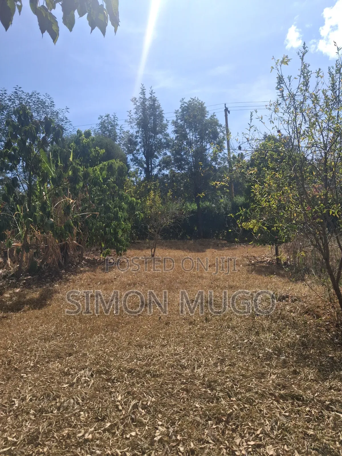 Ongata Rongai Acacia Prime Secure Well Drained Red Soil 50x100 Plot