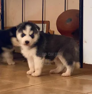 1-3 months Male Purebred Siberian Husky