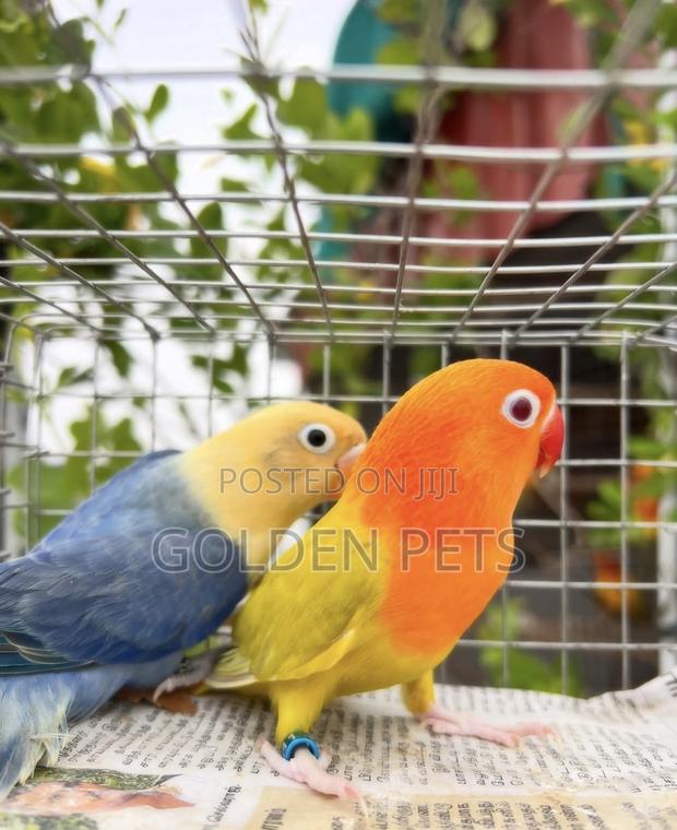 Lovebirds Available