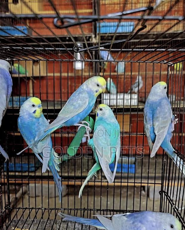 Budgies Available Now - main view