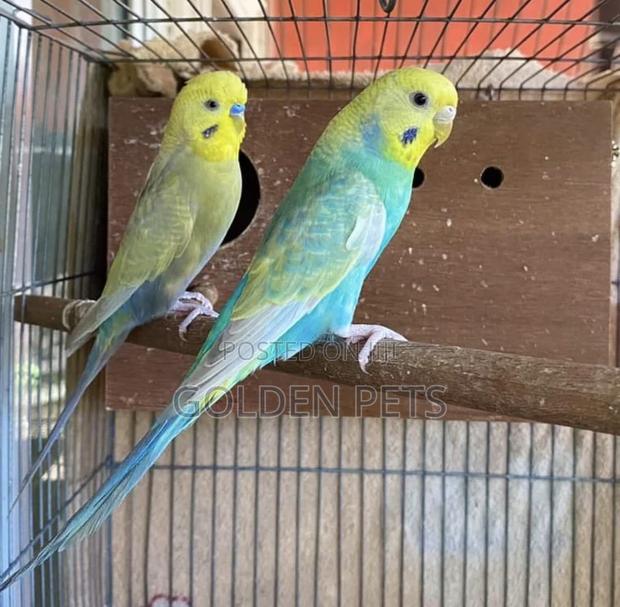 Breeding Pair - main view