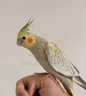 Cockatiels Now Available