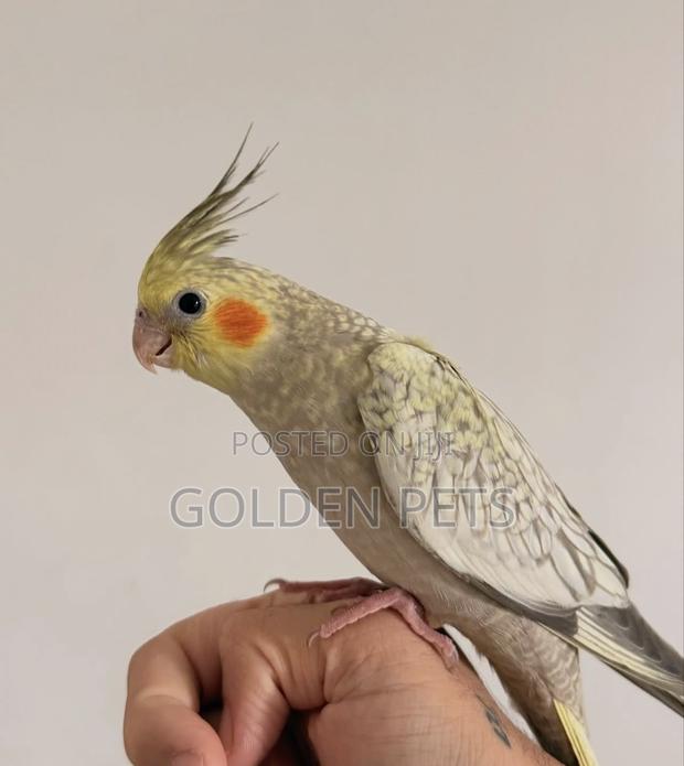 Cockatiels Now Available - main view