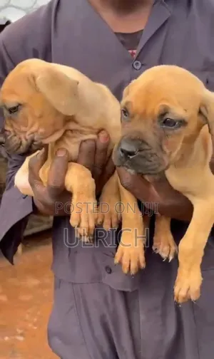 1-3 months Female Mixed Breed Boerboel