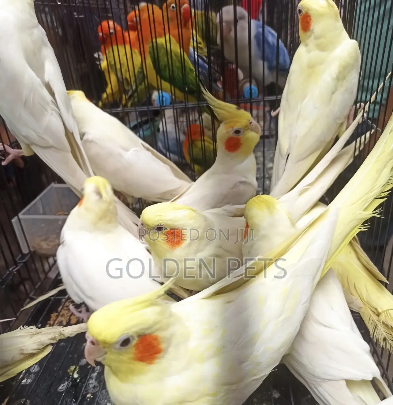 Cockatiels Available