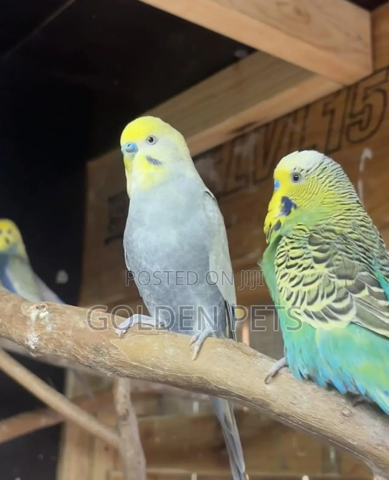 Budgies Available 3k Only Grab Now