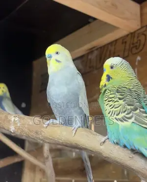 Budgies Available 3k Only Grab Now