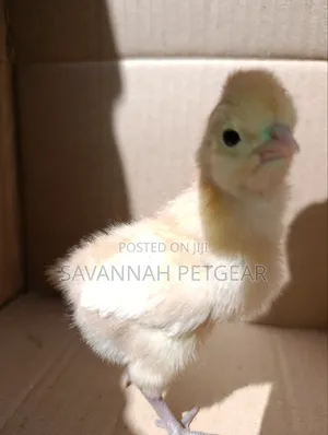 Ornamental or Crested Breeds Polish, Buff Orpington or Silkie Chicks