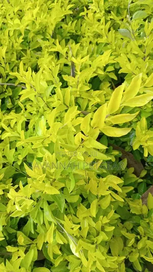 Golden Duranta (Duranta Erecta 'Gold Mound' or 'Sheena's Gold') Shrub