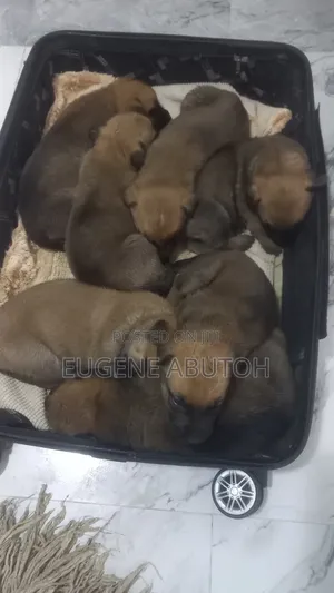 0-1 month Male Mixed Breed German Shepherd