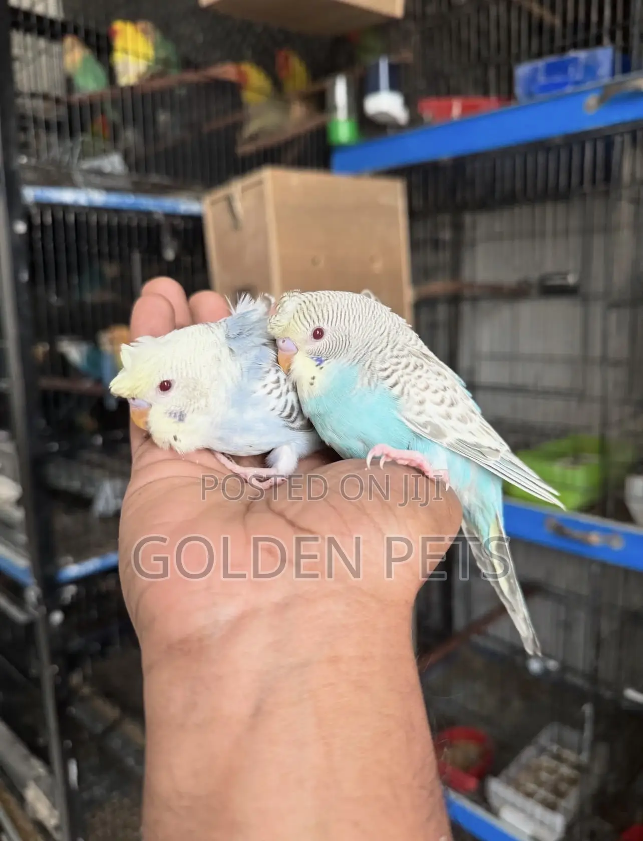 Budgies Available