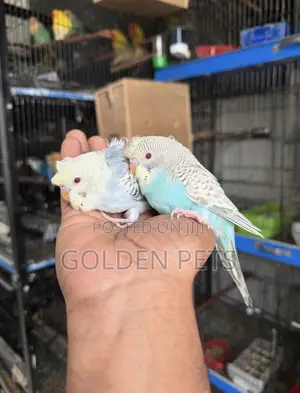 Budgies Available