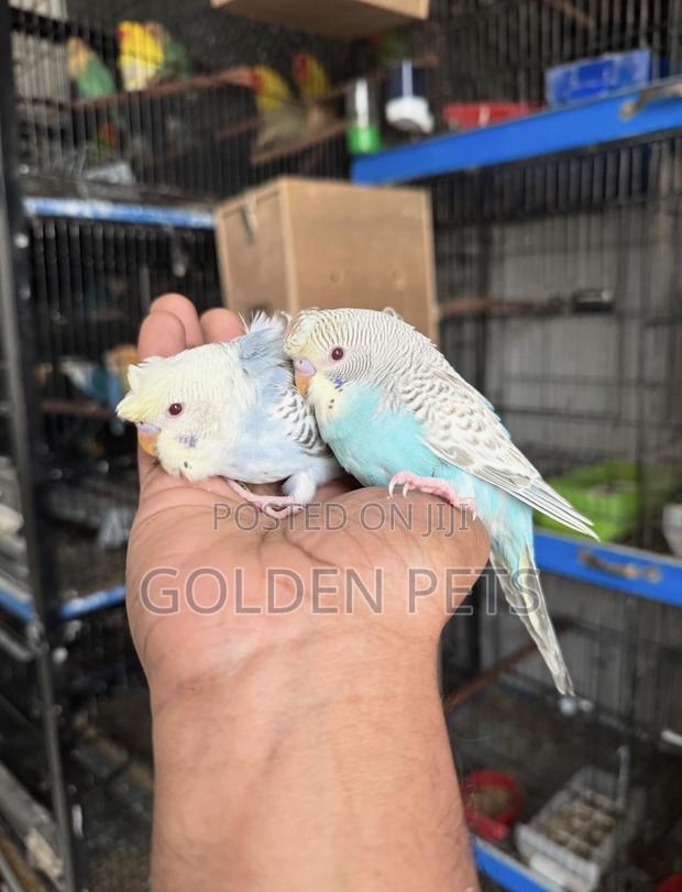 Budgies Available - main view