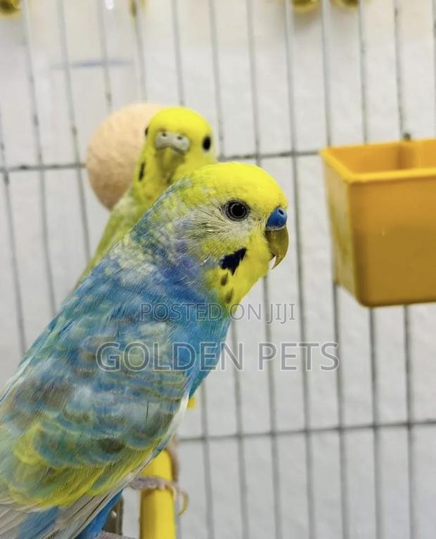 Budgies Available Healthy Birds