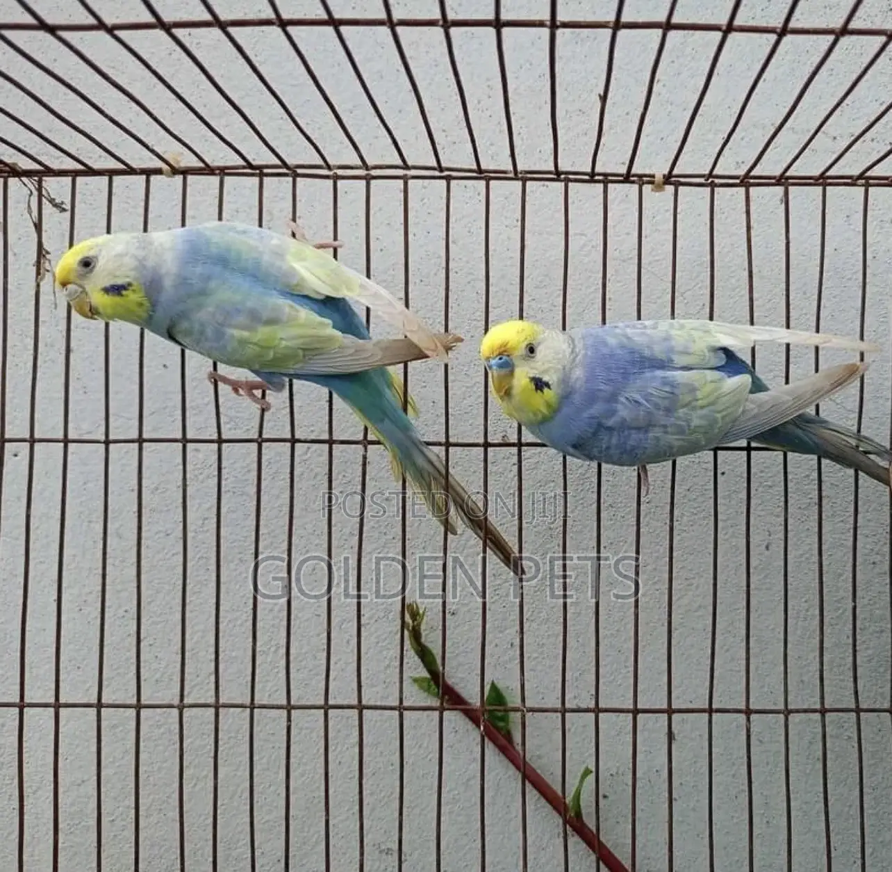 Budgies Available Healthy