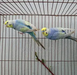 Budgies Available Healthy