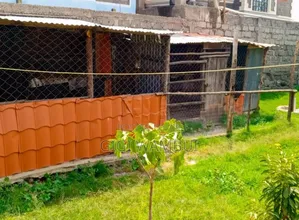 Poultry House Utawala (With Single Room,toilet &Store )