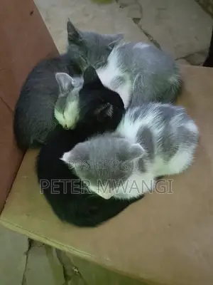 1-3 months Female Mixed Breed American Shorthair