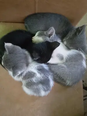 1-3 months Female Mixed Breed American Shorthair