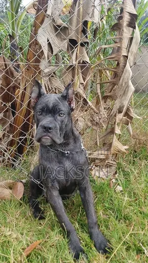 3-6 months Female Purebred Cane Corso