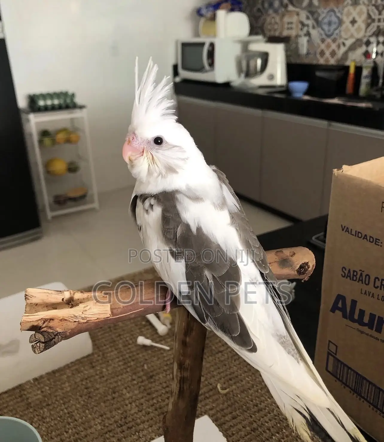 Young Cockatiels