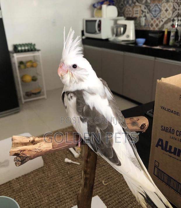 Young Cockatiels