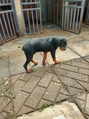 3-6 months Male Purebred Rottweiler