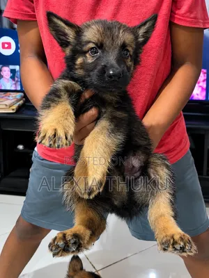 1-3 months Female Mixed Breed German Shepherd