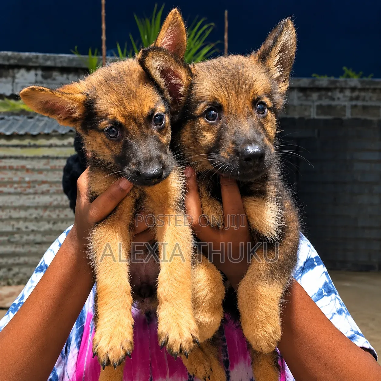 1-3 months Female Mixed Breed German Shepherd
